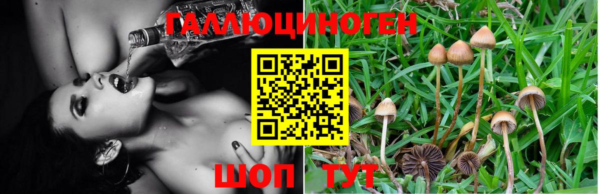 Галлюциногенные грибы Psilocybe Рассказово